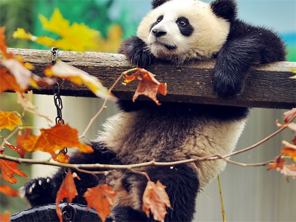 大熊猫栖息在哪里?中国有多少大熊猫?