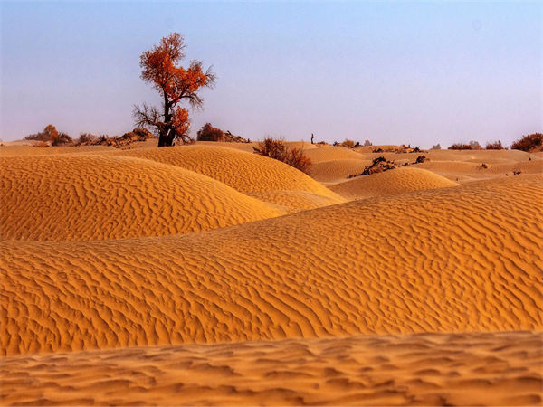 中国最大的沙漠是哪个?沙漠里的奇怪现象有哪些?