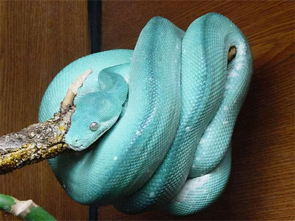 蟒蛇哪种最珍贵?蟒蛇是几级保护动物?