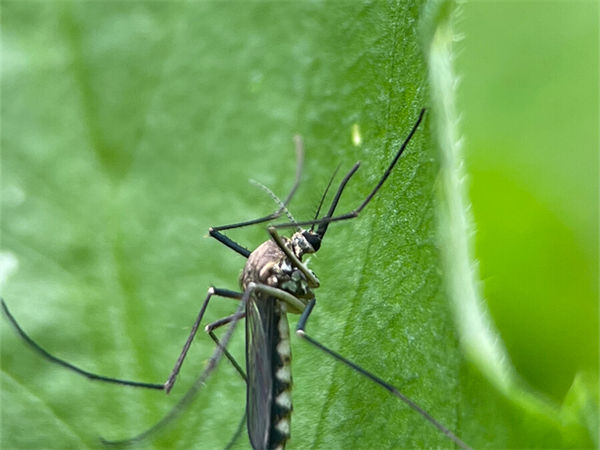蚊子喜欢咬哪种人?最漂亮的蚊子长什么样?