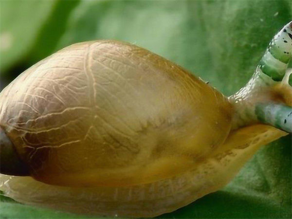 什么是僵尸蜗牛?僵尸蜗牛能养吗?